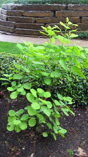 GOLDEN SPIRIT SMOKETREE