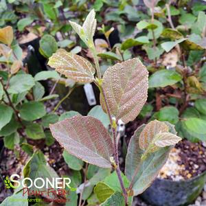 BLUE SHADOW WITCH ALDER