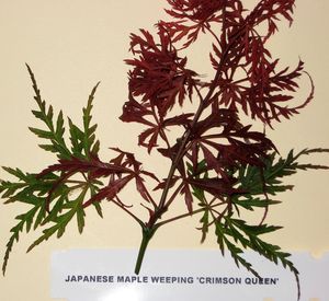 CRIMSON QUEEN WEEPING JAPANESE MAPLE