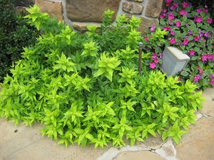 CHARDONNAY PEARLS® DEUTZIA