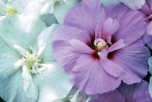 LAVENDER CHIFFON® ALTHEA