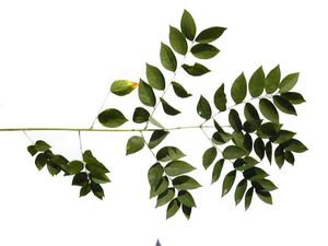 KENTUCKY COFFEETREE