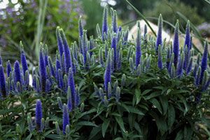 ROYAL CANDLES SPEEDWELL