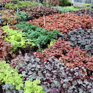 GREEN SPICE CORAL BELLS
