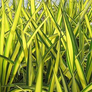 COLOR GUARD YUCCA