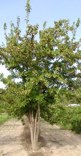 FLAME AMUR MAPLE