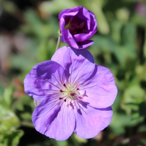 ROZANNE CRANESBILL GERANIUM