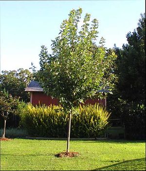 AUTUMN BLAZE® MAPLE