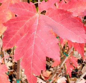 AUTUMN FANTASY® MAPLE