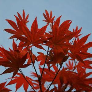 BLOODGOOD UPRIGHT JAPANESE MAPLE