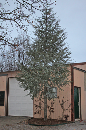 BLUE ATLAS CEDAR