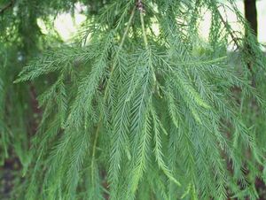 BALD CYPRESS