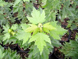 SUN VALLEY MAPLE