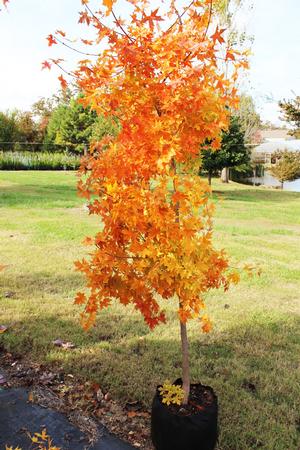 SHANTUNG MAPLE