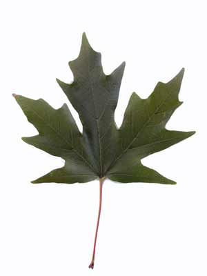 SUGAR MAPLE