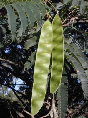 OMBRELLA MIMOSA