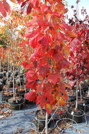 SUPER SONIC™ RED MAPLE
