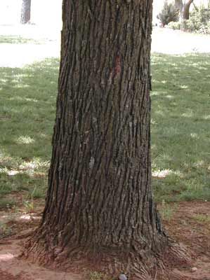 BUR OAK