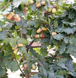 ENGLISH OAK