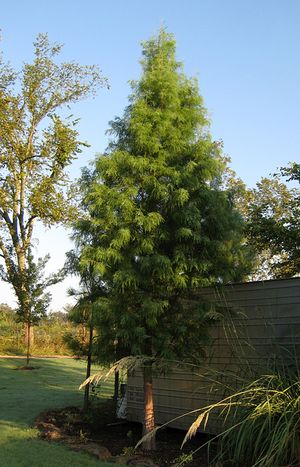 SHAWNEE BRAVE® BALD CYPRESS