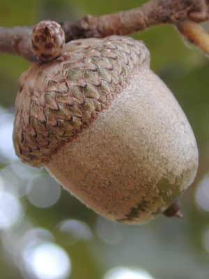 SHUMARD OAK