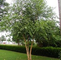 HERITAGE® RIVER BIRCH