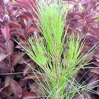 SLASH PINE