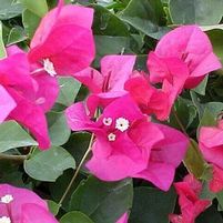 BARBARA KARST BOUGAINVILLEA