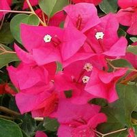 JUANITA HATTEN BOUGAINVILLEA