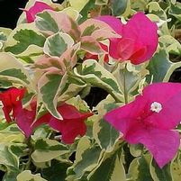 RASPBERRY ICE BOUGAINVILLEA