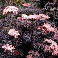 BLACK LACE® ELDERBERRY