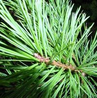 LIMBER PINE