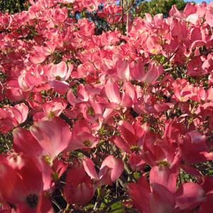 RED FLOWERING DOGWOOD
