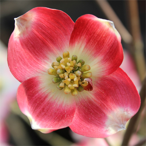 CHEROKEE BRAVE® DOGWOOD