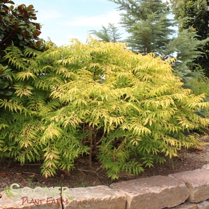 TIGER EYES® CUTLEAF STAGHORN SUMAC