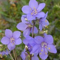 BRESSINGHAM PURPLE JACOB'S LADDER