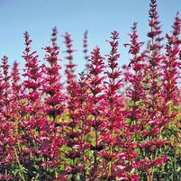 SANGRIA HYSSOP