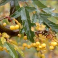 GOLDEN RAINDROPS® CRABAPPLE