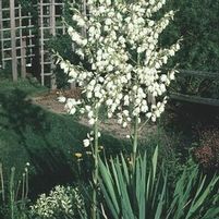 ADAM'S NEEDLE YUCCA