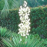 SPANISH BAYONET YUCCA