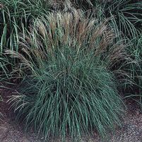 YAKU JIMA DWARF MAIDEN GRASS