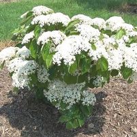 C.A. HILDEBRANT'S VIBURNUM