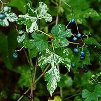 VARIEGATED PORCELAIN VINE