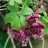 SILVER BELLS CHOCOLATE VINE