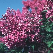 PURPLE PERSIAN LILAC