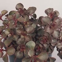 VOODOO SEDUM