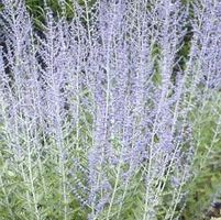 RUSSIAN SAGE