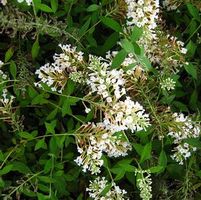 WHITE EYES BUTTERFLY BUSH