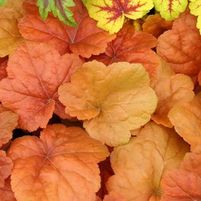 SOUTHERN COMFORT CORAL BELLS