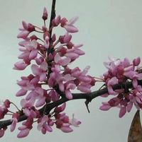 EASTERN REDBUD